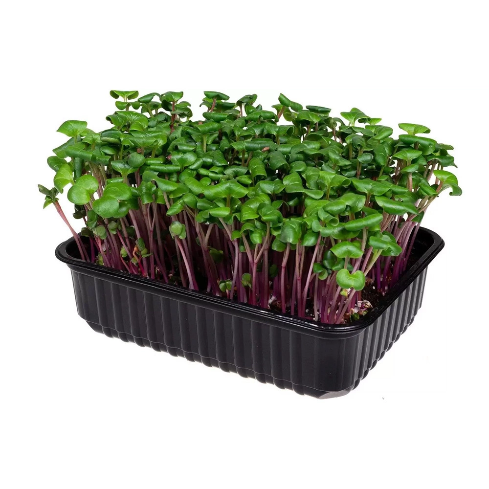 Микрозелень редиса